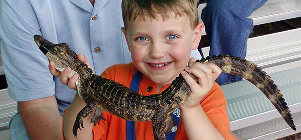A boy takes a photo with a baby alligator at Everglades Alligator Farm.