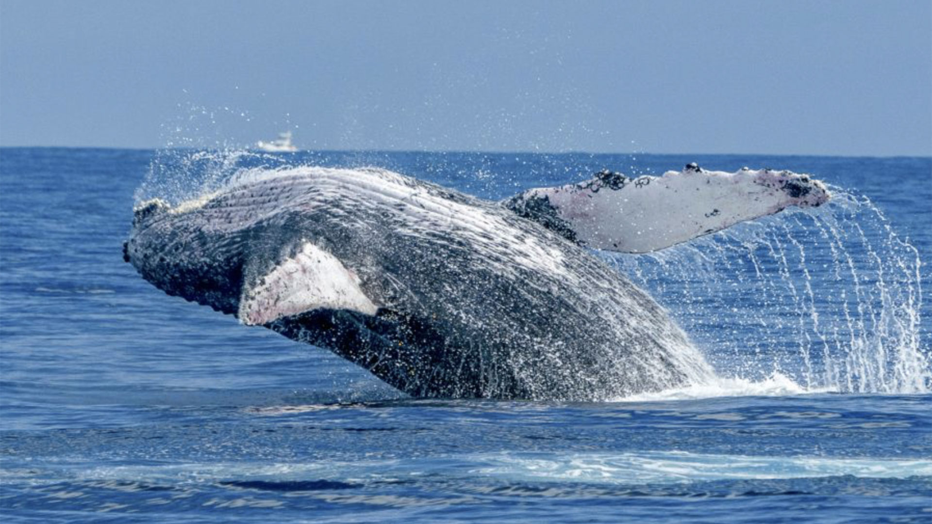 Whale Watching Catamaran Cruise Maalaea Harbor 04