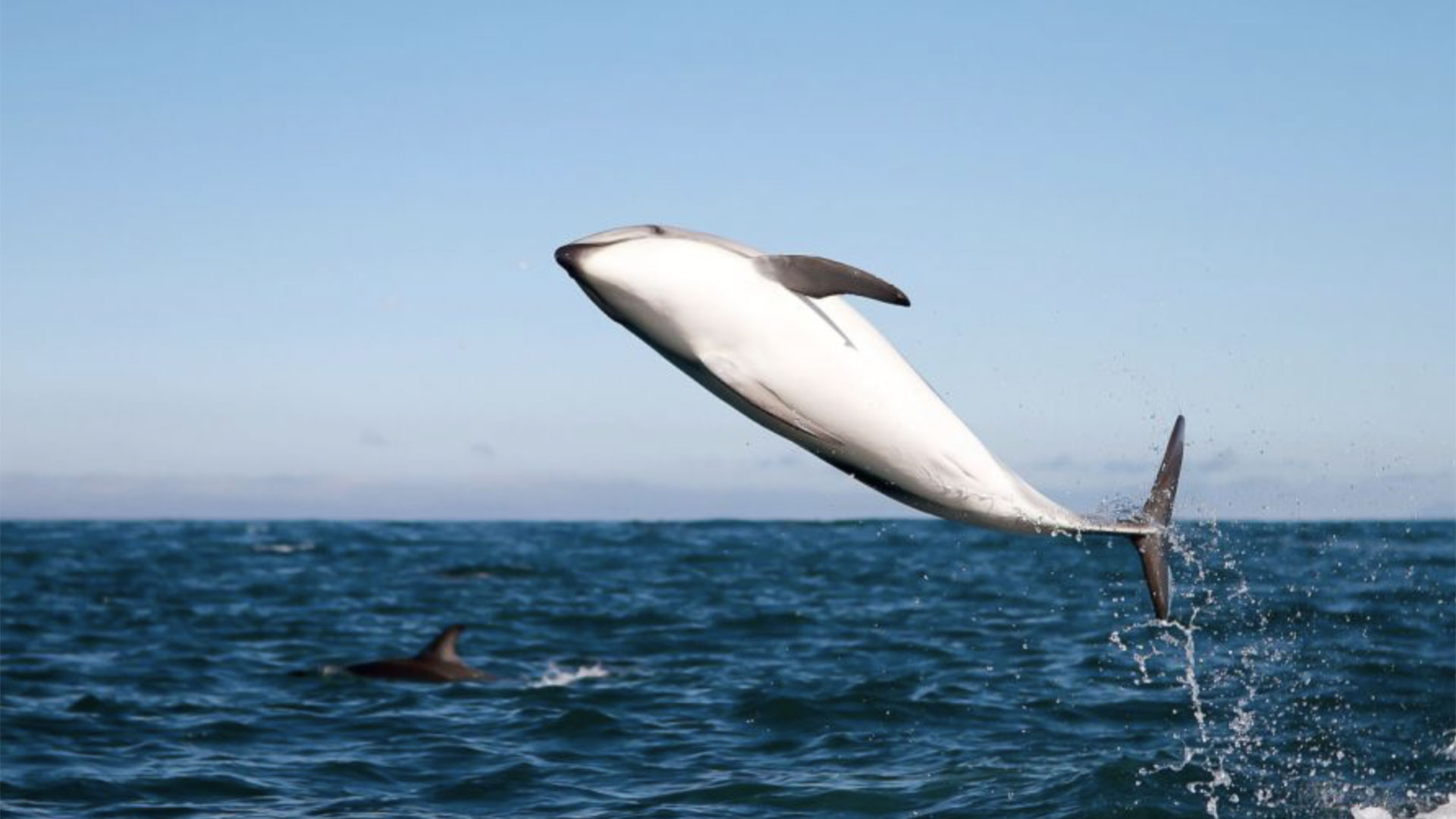 Whale Watching Tour in San Diego 02