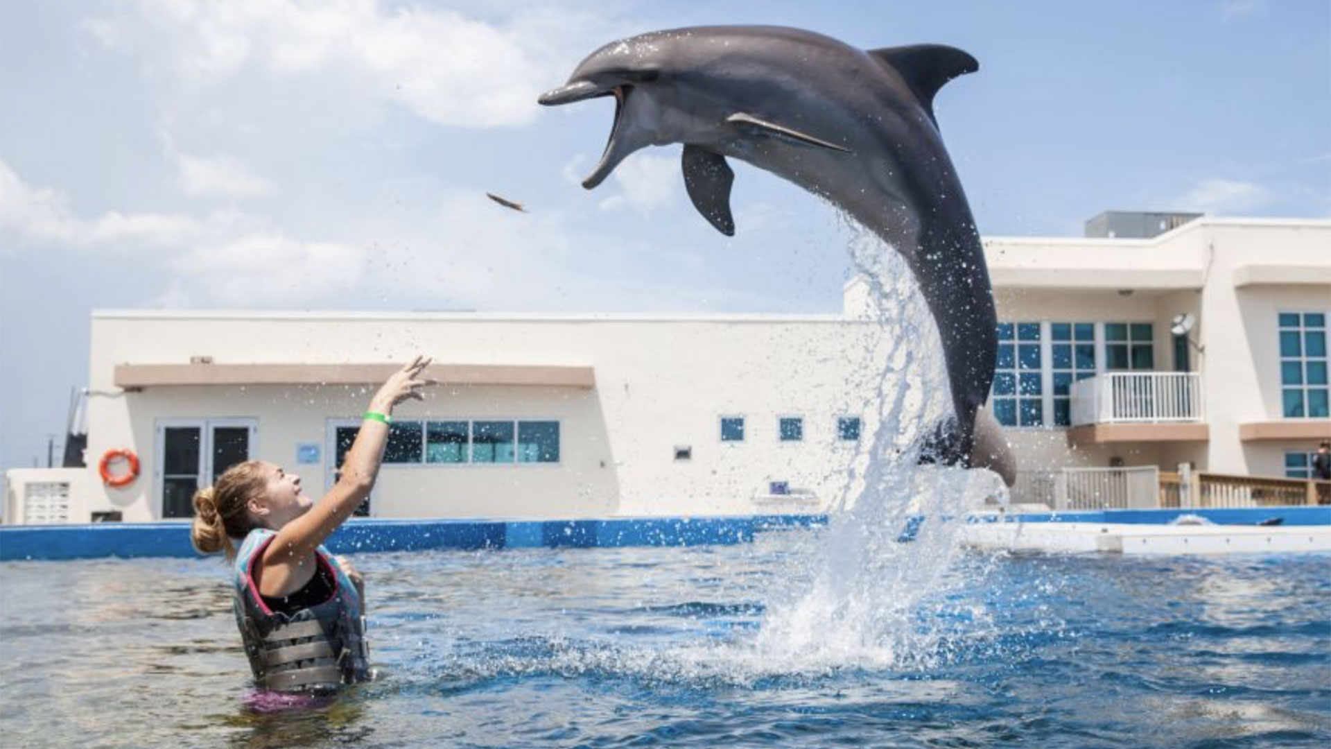 Swimming with the Dolphins St Augustine