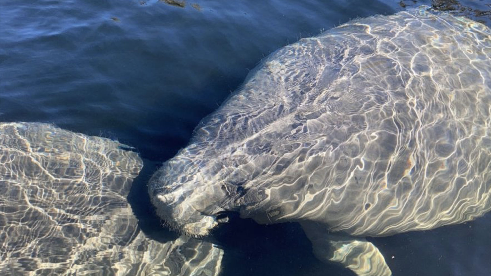 Dolphin and Manatee Paddle or Kayak Tour 04