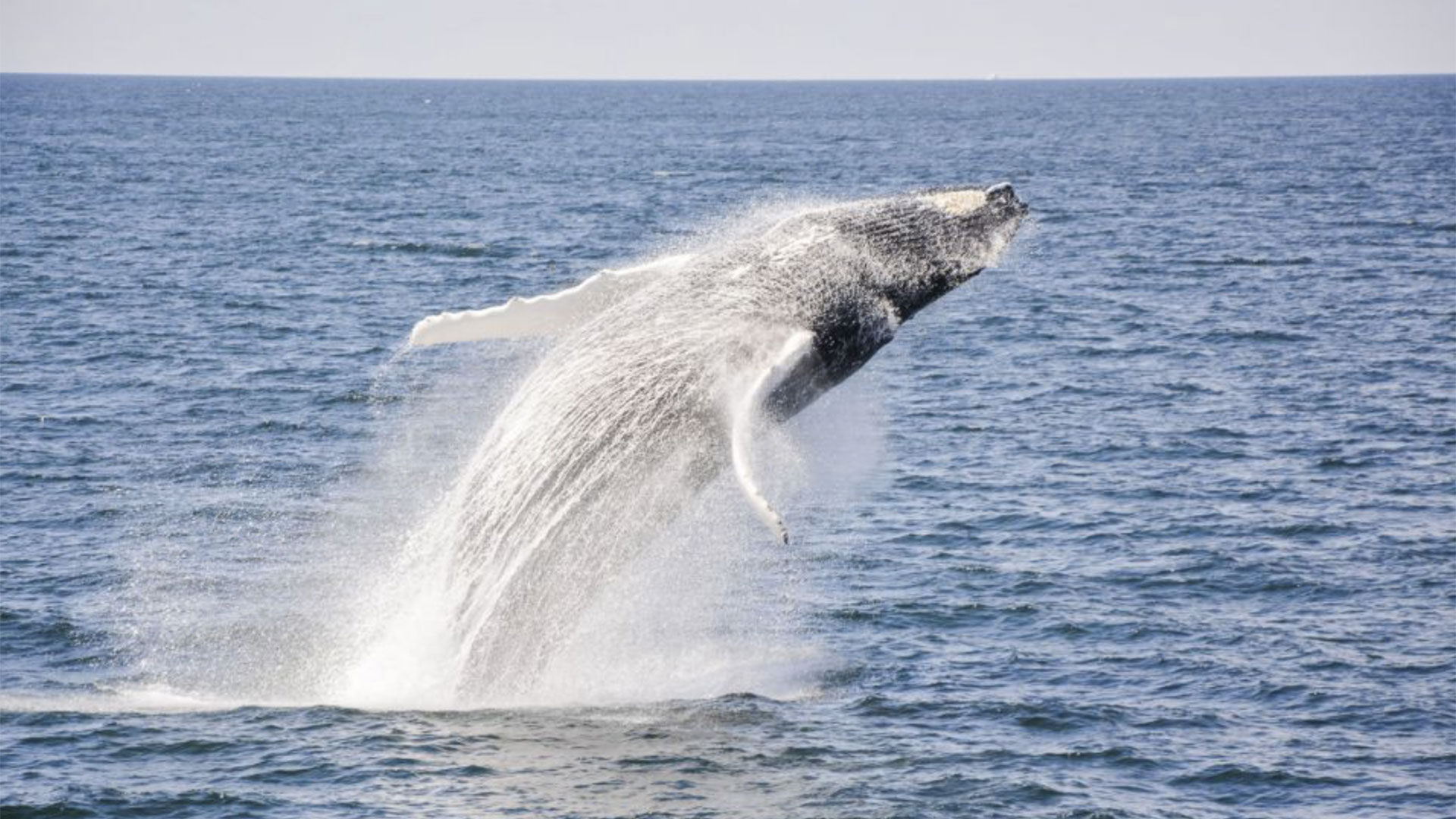 Boston Whale Watching Cruise 03