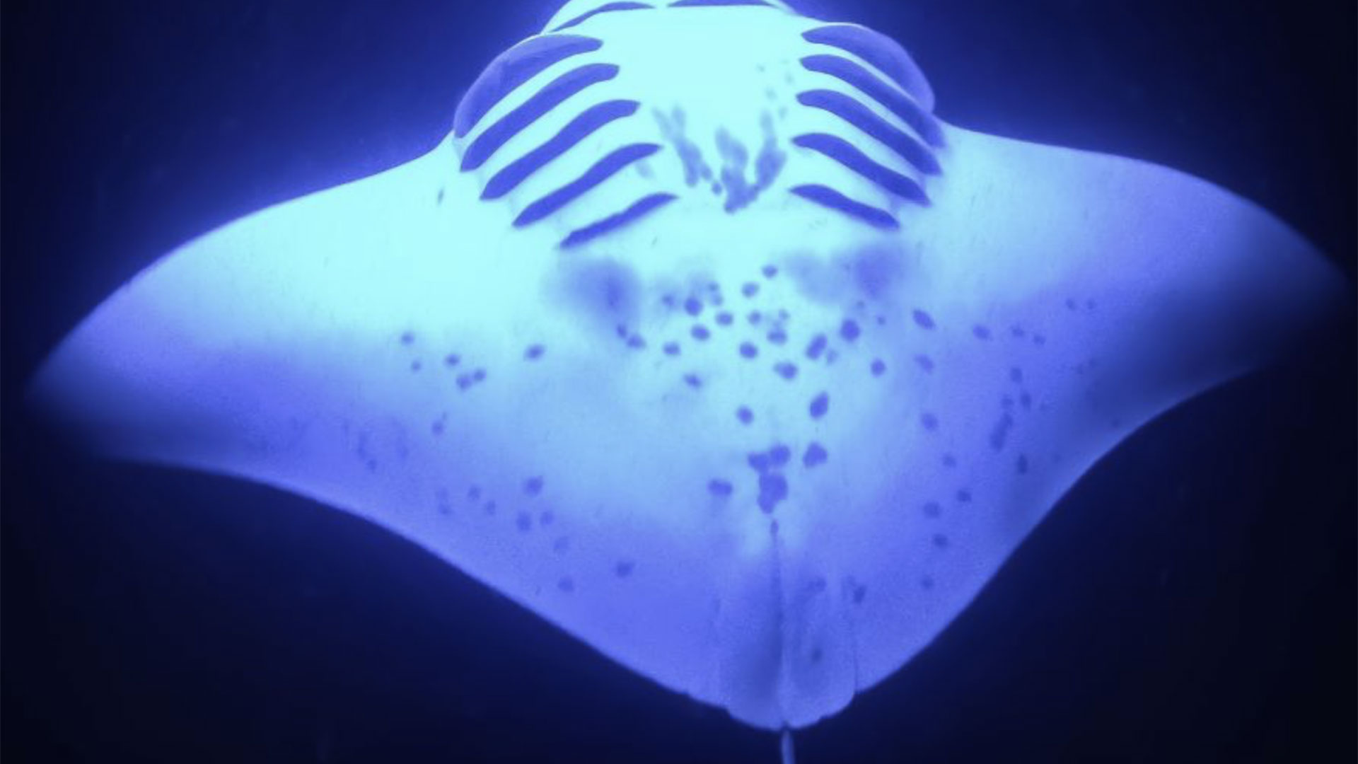 Nighttime Manta Ray Cruise with Snorkeling Option Kailua 02